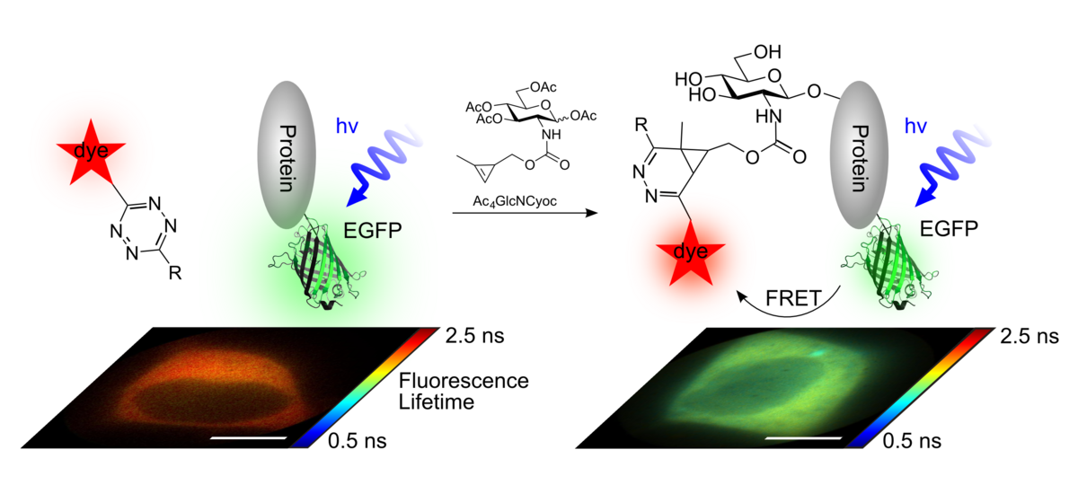 Visualisation of fluorescence lifetime imaging microscopy and Förster resonance energy transfer