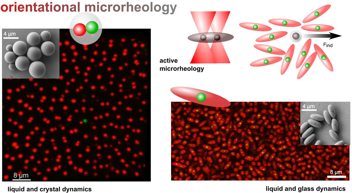 Schematic representation of microrheology SEM and fluorescence images different core-shell particles.